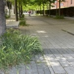 VTLP pedirá al Ayuntamiento que aclare si volverá a usar herbicidas tóxicos en parques y zonas verdes