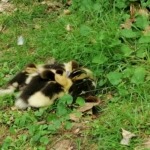VTLP solicita al Ayuntamiento la creación de un Plan para garantizar el bienestar de los animales del Campo Grande