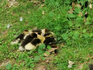 VTLP solicita al Ayuntamiento la creación de un Plan para garantizar el bienestar de los animales del Campo Grande