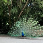 VTLP reclama un plan urgente para garantizar el bienestar de los animales del Campo Grande
