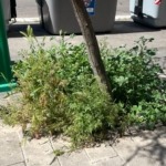 VTLP pide eliminar el uso de glifosato en la campaña municipal contra la maleza