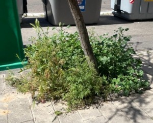 VTLP pide eliminar el uso de glifosato en la campaña municipal contra la maleza