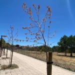 Valladolid Toma la Palabra pedirá explicaciones al Ayuntamiento por los quince árboles recién plantados que se han secado en el Paseo del Barrio Belén